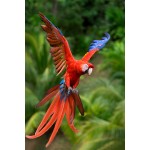 Macaw - Schleich 14737